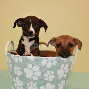 two brothers by Sharon Scholtes - Animals - Dogs Puppies