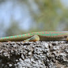 Ornate day gecko