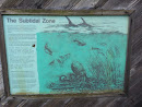 Subtidal Zone