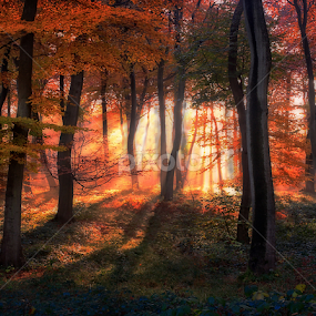 Autumn Sunrise Sunburst by Ceri Jones - Landscapes Forests
