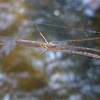 Common Big-jawed Spider