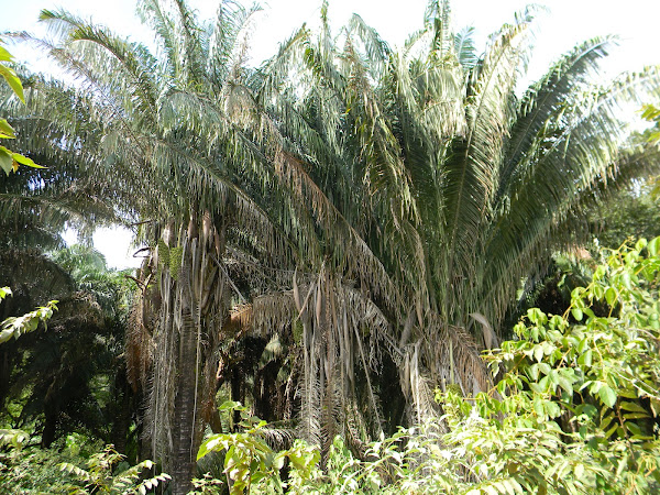palma de cuesco american oil palm  Project Noah