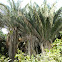 palma de cuesco - american oil palm
