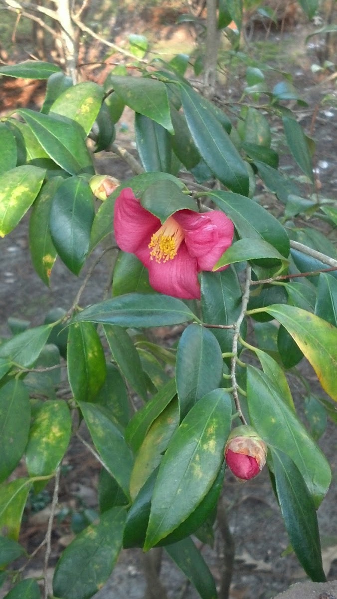 Dwarf Camellia