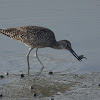 Willet