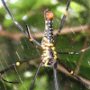 Golden Orb-web Spider