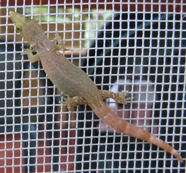 Pygmy gecko