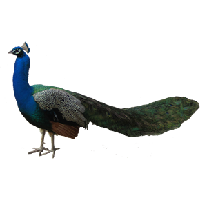 Peacock Sticker.apk 1.0