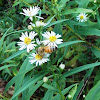 Honeybees