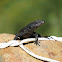 Cape girdled lizard