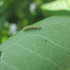 Monarch butterfly larva (first instar)