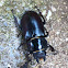 Stag Beetle (jelenjak) ♀