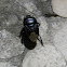 burrower bug