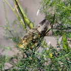 Chiffchaff; Mosquitero Común