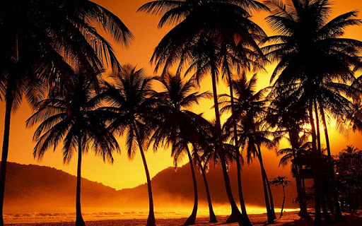 免費下載攝影APP|Sunset Palm Trees app開箱文|APP開箱王