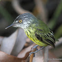 Spotted Tody-Flycatcher