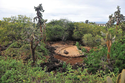 Silversea guests have the option of learning about conservation efforts at the Charles Darwin Research Station.