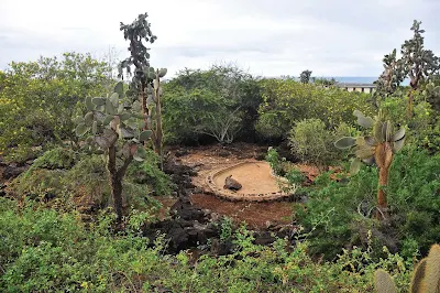 Silversea guests have the option of learning about conservation efforts at the Charles Darwin Research Station.