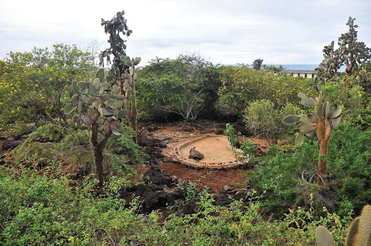 Silversea guests have the option of learning about conservation efforts at the Charles Darwin Research Station.