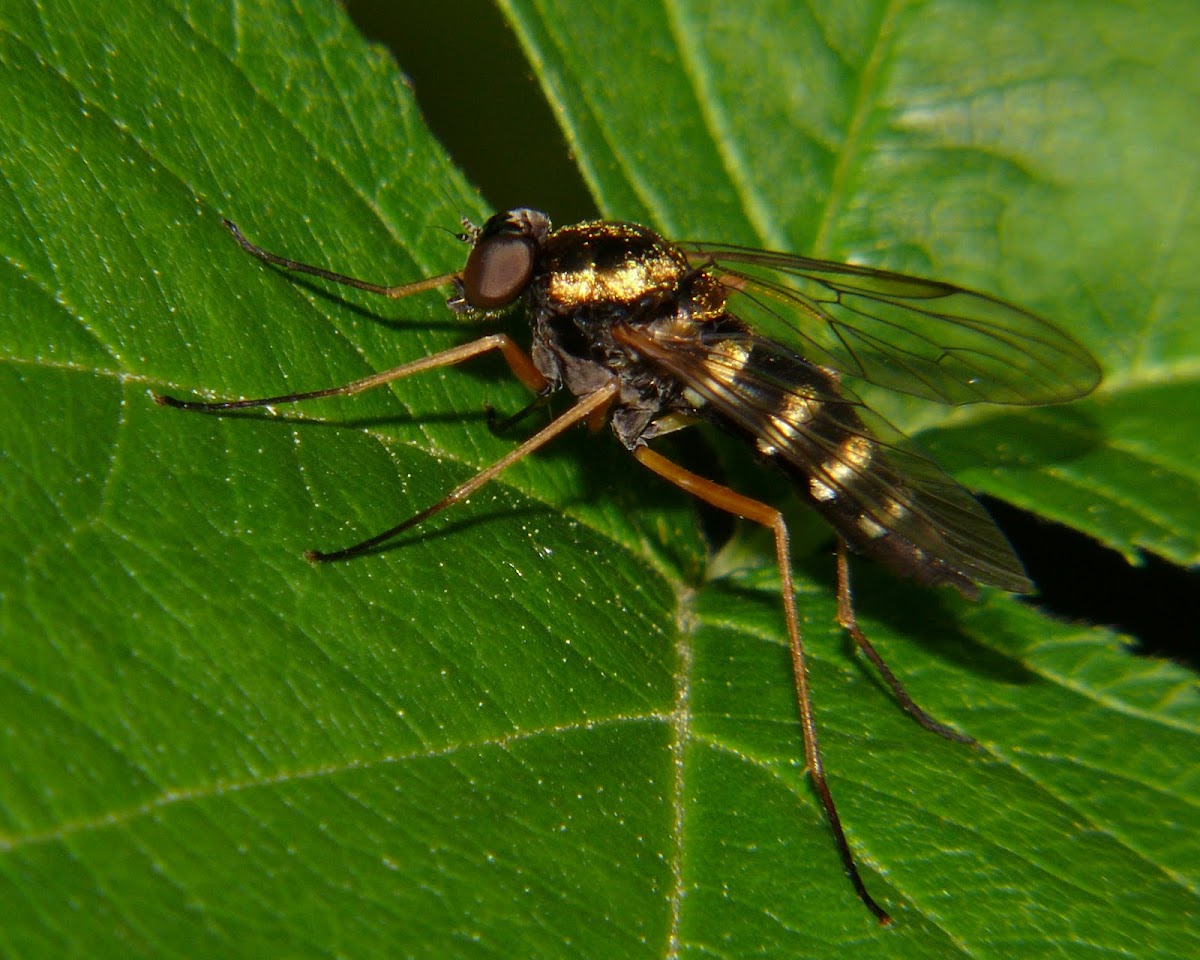 Ornate snipe fly