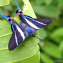 Long-tailed Metalmark