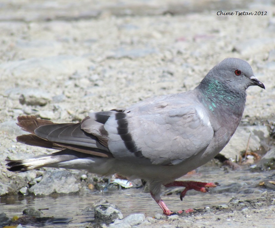 Hill Pigeon