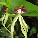 Encyclia orchid