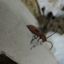 milkweed long-horned beetle