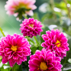 Dahlia's by Mel Stratton - Flowers Flower Gardens
