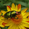 Golden Green Stag Beetle