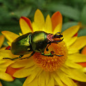 Golden Green Stag Beetle