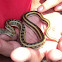 striped keelback