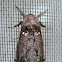 Langsdorfia moth