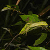 Green Crested Lizard - Juvenile