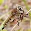 Giant robber fly