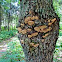 Tree Fungi (Hickory)