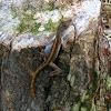 Brown Anole (molting)
