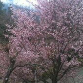 Japanese Conversation