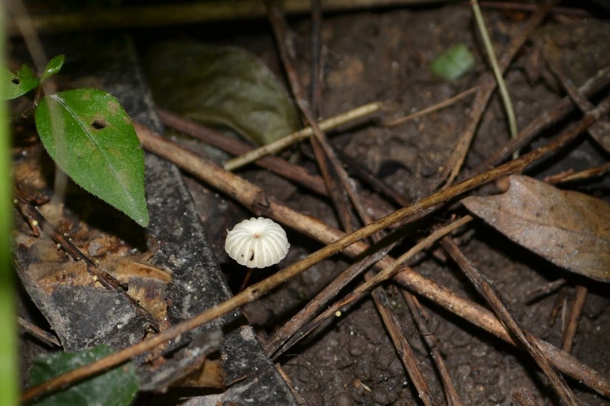 pinwheel mushroom