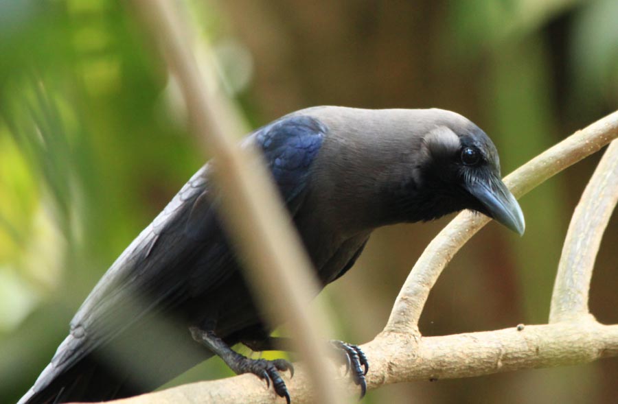 The House Crow Project Noah