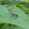 Chrysididae wasp, Chrysura