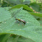 Chrysididae wasp, Chrysura