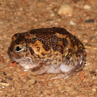 Desert Spadefoot Toad 