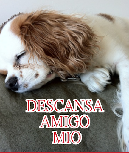 Frases de Perros