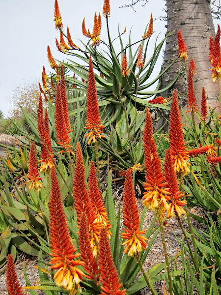 Aloe Vera (Red Hot Poker) | Project Noah