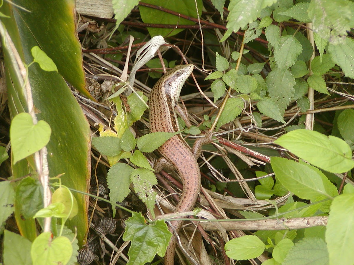 Taiwan Grass Lizard