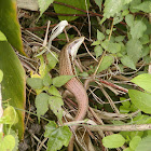 Taiwan Grass Lizard