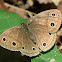 Common Wood Nymph