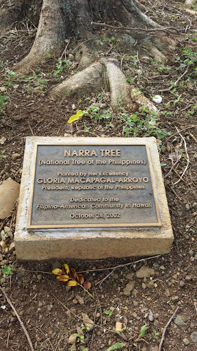 The Narra Tree