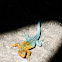Lagartija Tenue / Jewel Lizard